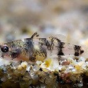 brachygobius-mekongensis.jpg