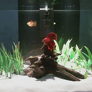 Edge400.gif