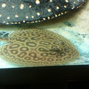 IMG_0268.JPG