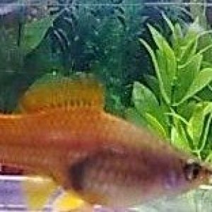 fish.jpg