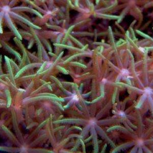 Green Star Polyp Close Up 1600x1200.jpg