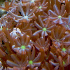 Other Coral Close Up 1600x1200.jpg