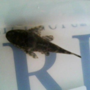 IMG0203A.jpg