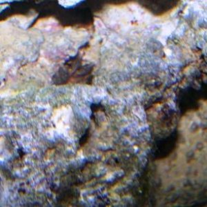 crab web 2.JPG
