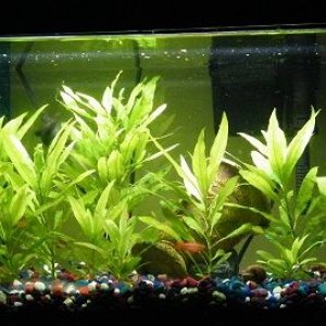 April tank.jpg