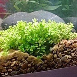 plant3.jpg