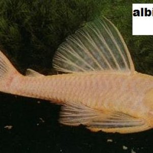 albino-pleco--large-msg-115708730125.jpg