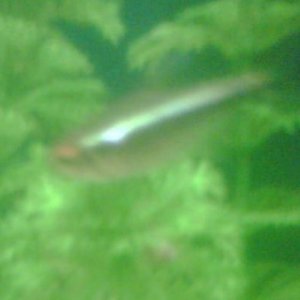 fish lump 2.jpg