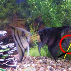 Angel Fish.jpg