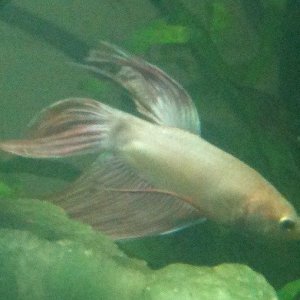IMG_0131.JPG