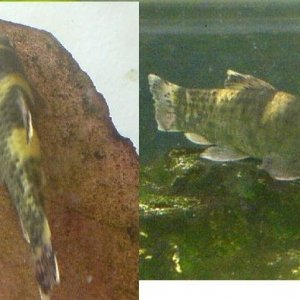 what kind of fish.jpg