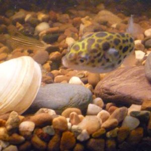 puffer 1.jpg