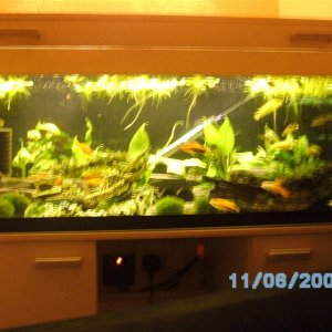 red lizard tank  (Medium).JPG