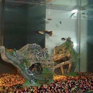 tank1.jpg