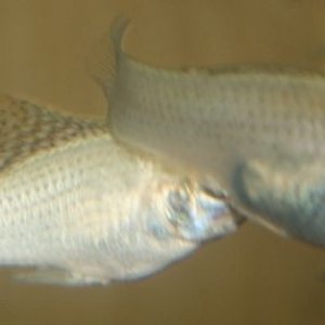 IMG_1424.JPG