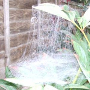 weird web 2.jpg