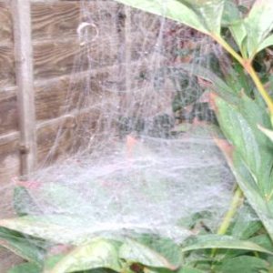 weird web 4.jpg
