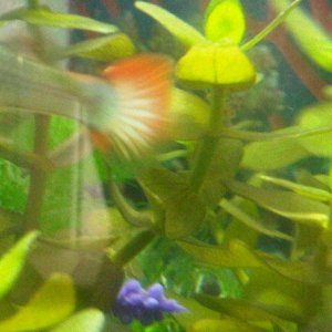 fish.jpg