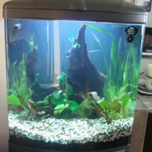 Tank pic (1).jpg