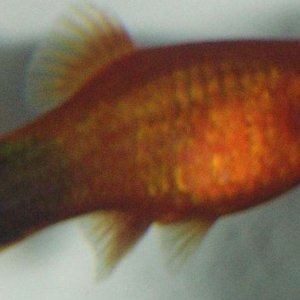 PICT00041.jpg