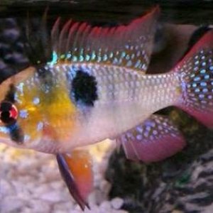 blue-ram-cichlid.jpg