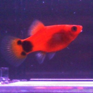 platy2.jpg