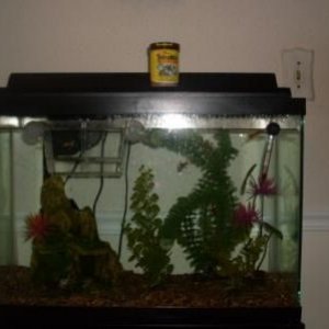 UpperAquariumSmall.JPG