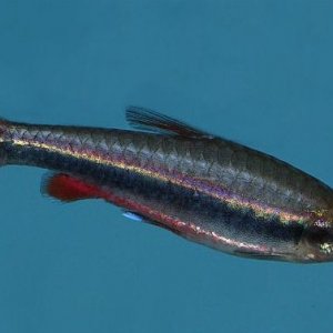 fishprofile.jpg05.jpg