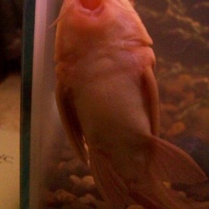 fish.jpg