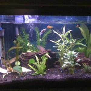 Fishtank.jpg