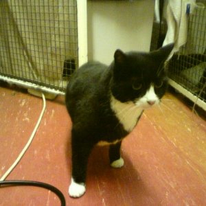 Abandoned cat.jpg