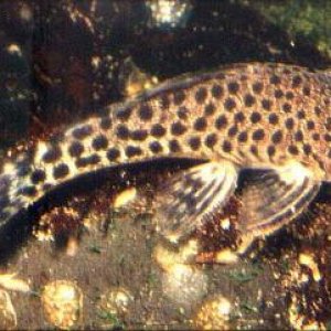 pleco.jpg