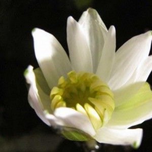 2010-11-02 00-10-55_flower_b.jpg