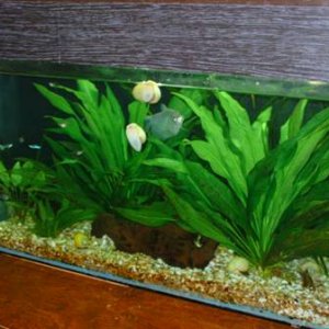 Tank shot.jpg