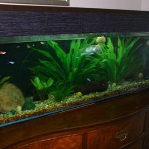Tank shot 1.jpg