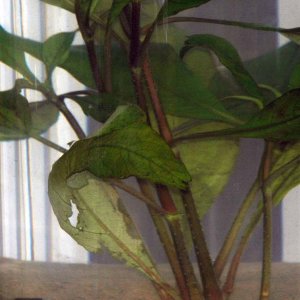 baby shrimp - web.jpg