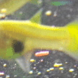 Captured pregnant guppy.PNG