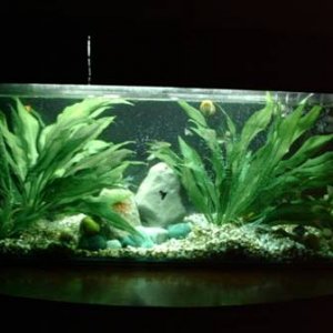 rescape better.jpg