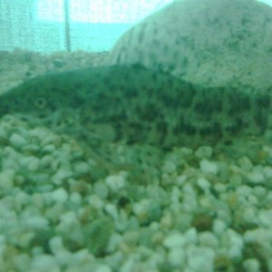 fish2.jpg