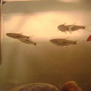 Fish 007.JPG