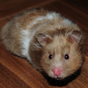 Maisey.jpg