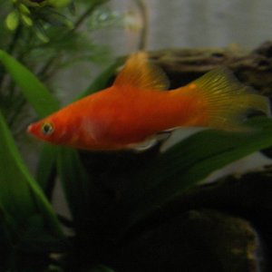 platy.jpg