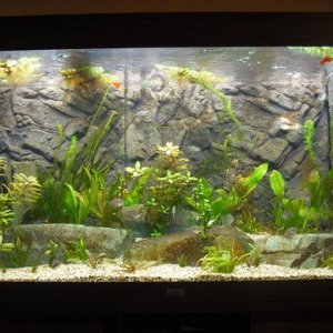 tankpic1.jpg
