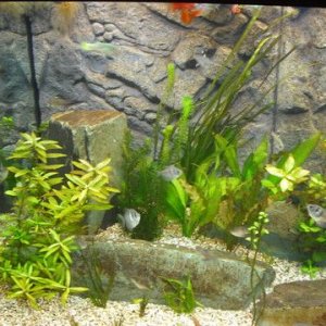 tankpic4.jpg
