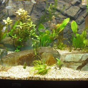 tankpic5.jpg