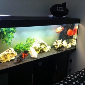 tank 1.jpg