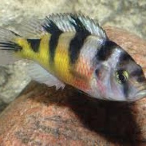 H. Latifasciatus.jpeg