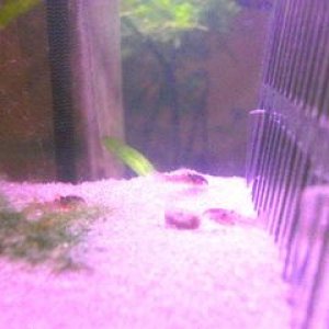 FishPictures091-1.jpg