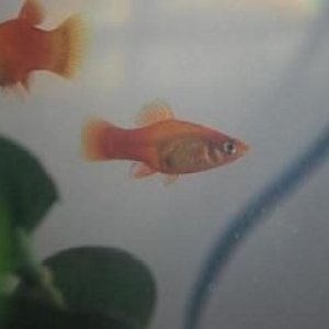 newfish.JPG