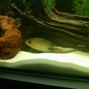 Fishy.jpg